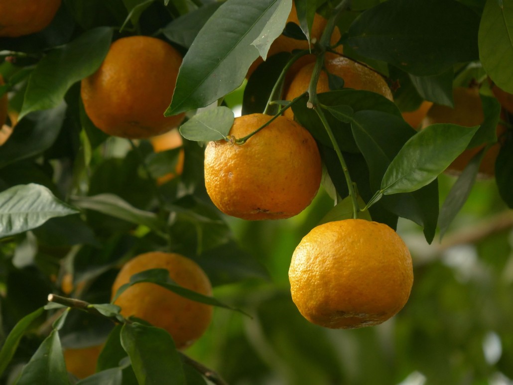 25 semillas naranja La naranja amarga/mermelada árbol resistente al frío Citrus aurantium
